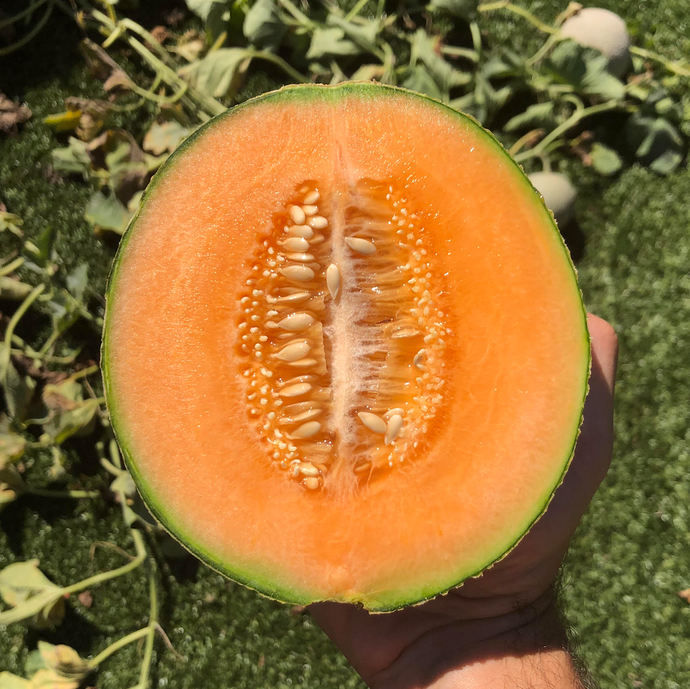 Everything I’ve Learned About How To Grow Cantaloupes