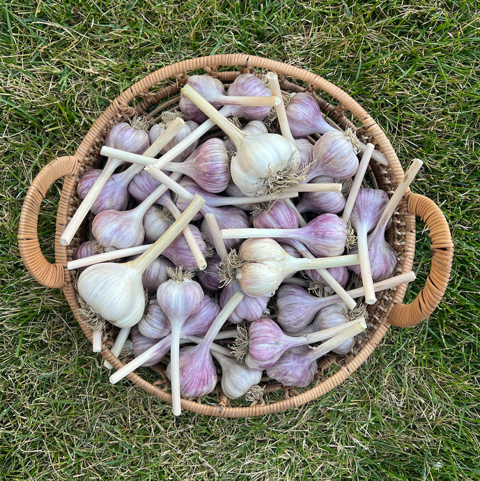 Garlic Growing Guide – From Planting to Harvest