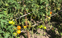 Load image into Gallery viewer, Backyard Garden Bed Wood Trellis Construction and Installation