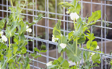 Load image into Gallery viewer, Backyard Garden Bed Wire Trellis Construction and Installation