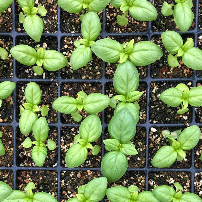 Growing More Basil - Two Tips You Have to Know
