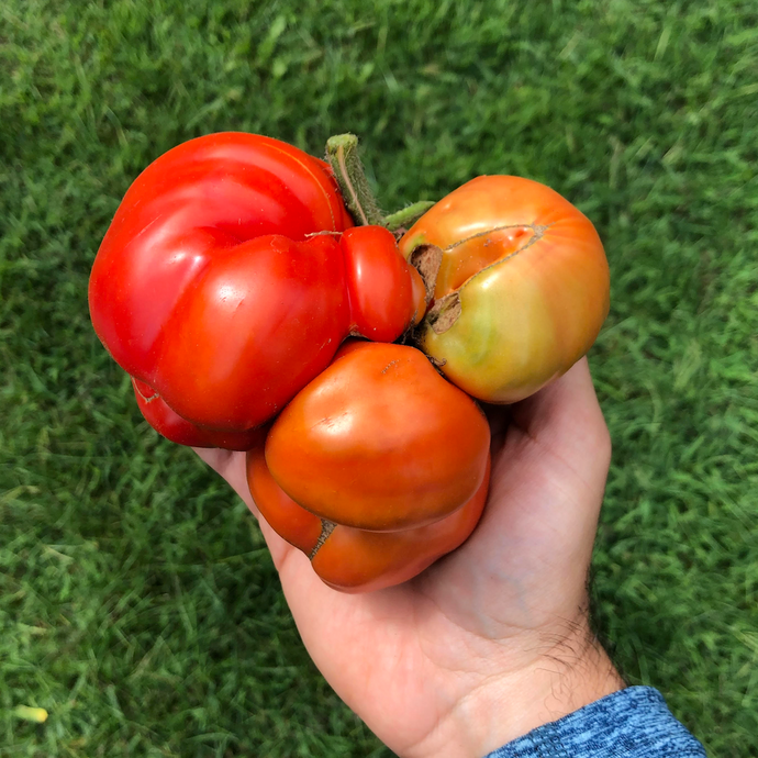 The Beauty of Ugly Tomatoes – Cracks, Lumps, Colours and more.